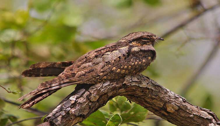 Bassi Wildlife Sanctuary Bassi Wildlife Sanctuary